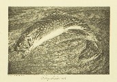 The Speckled Brook Trout (Salvelinus Fontinalis), Charles Hallock and Louis Rhead, 1902, facing 62, Speckled Brook Trout